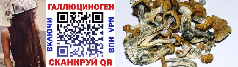 Галлюциногенные грибы Psilocybe  гидра ссылки  Михайловск  магазин продажи  