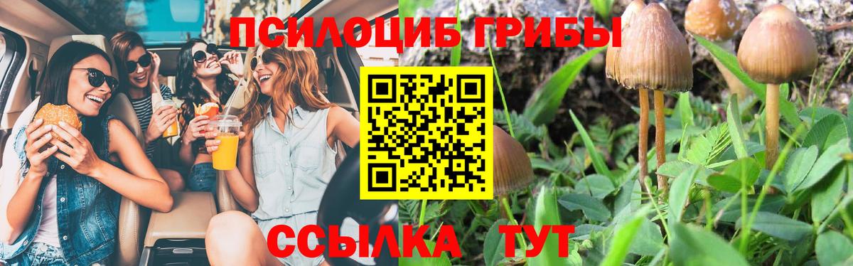 Псилоцибиновые грибы Psilocybe Михайловск